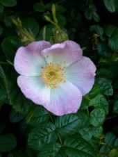 DOG ROSE