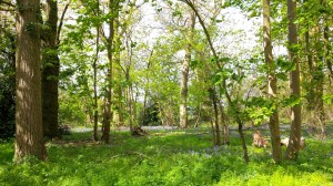 Bluebell Woods Stow Bardolph