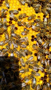 MY SANDRINGHAM LADIES HARD AT WORK1