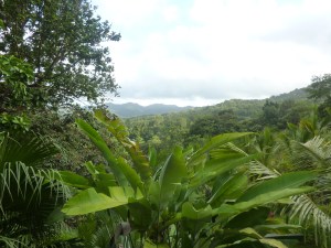 Liberty Jungle Dominica