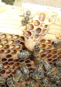 Queen Cell under Construction