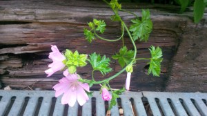 MUSK MALLOW