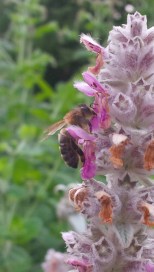 BEE ON LAMBS' EARS (Stachys lanata)
