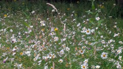 WILD FLOWER MEADOW