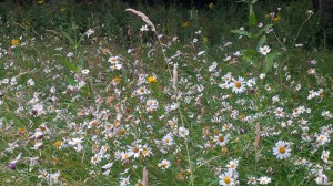 WILD FLOWER MEADOW