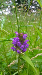 SELF HEAL