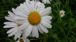 OX EYE DAISIES