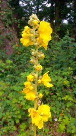 VERBASCUM