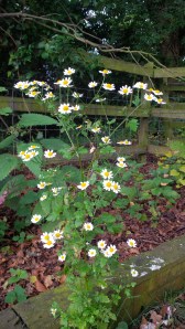 FEVERFEW