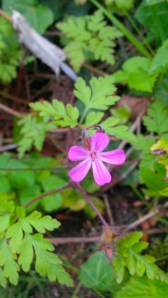HERB ROBERT