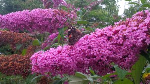 BUDDLEIA WITH RED ADMIRAL