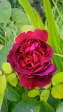 ROSE William Shakespeare