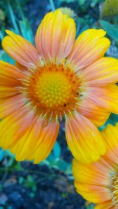 BLANKET FLOWER
