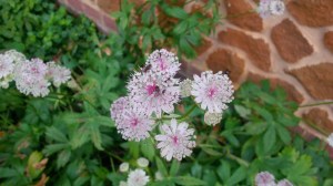 ASTRANTIA
