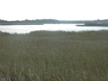 Suffolk Reed Beds