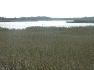 Suffolk Reed Beds